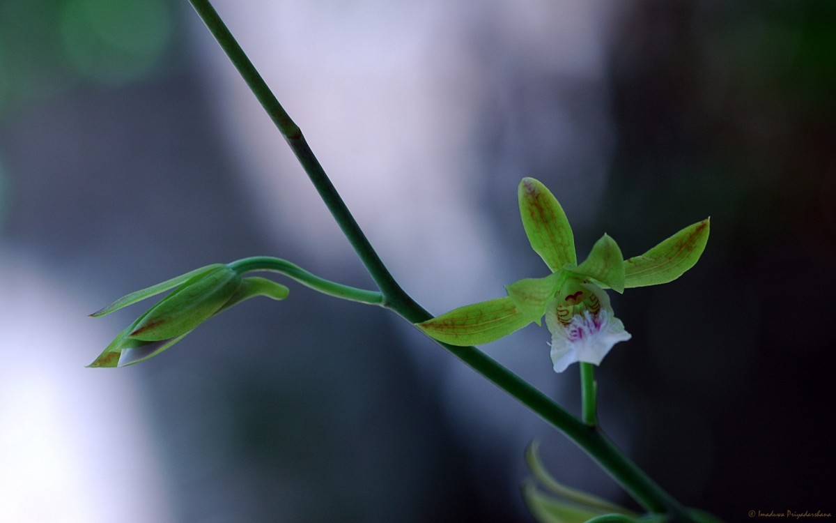 Eulophia epidendraea (J.Koenig ex Retz.) C.E.C.Fisch.